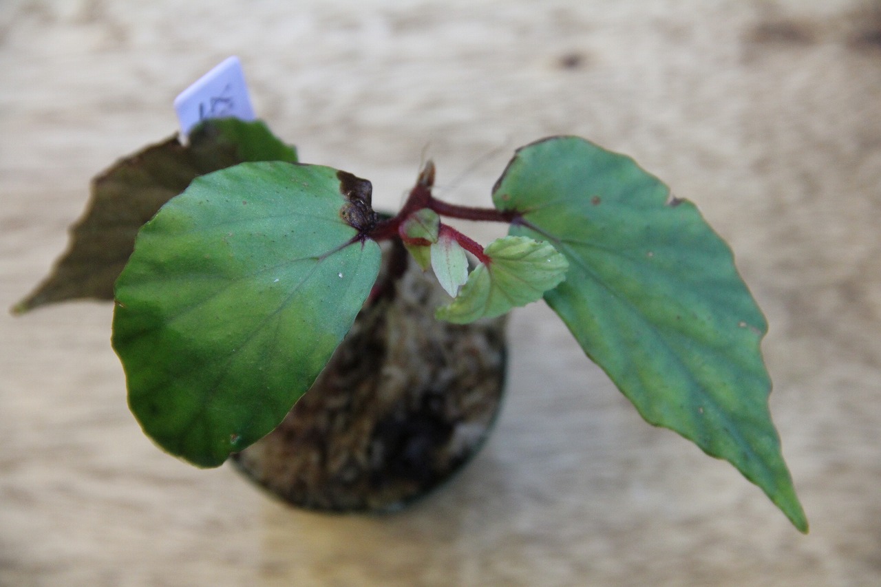 画像: Begonia sp. from Solok Sumatera LA0315-2