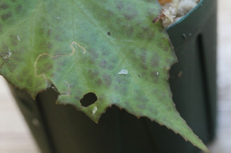 画像: Begonia sp. 1 from Pulau Seram LA0415-02