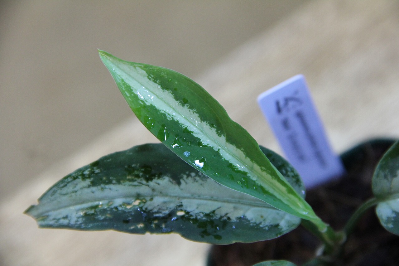 Aglaonema pictum Argentum Stiria 【LA0315-3m】 - Heat wave