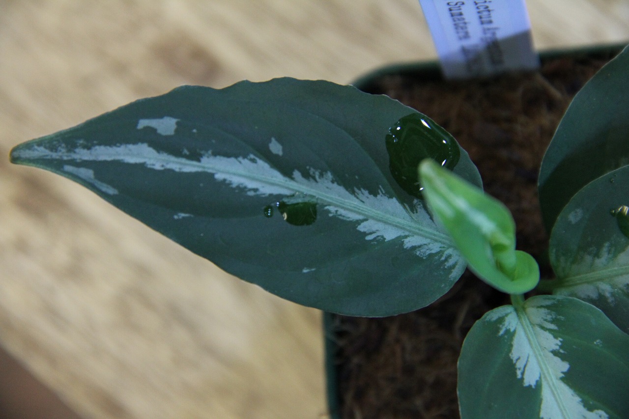 画像: Aglaonema pictum Argentum Stiria+1 【LA0913-1ss】