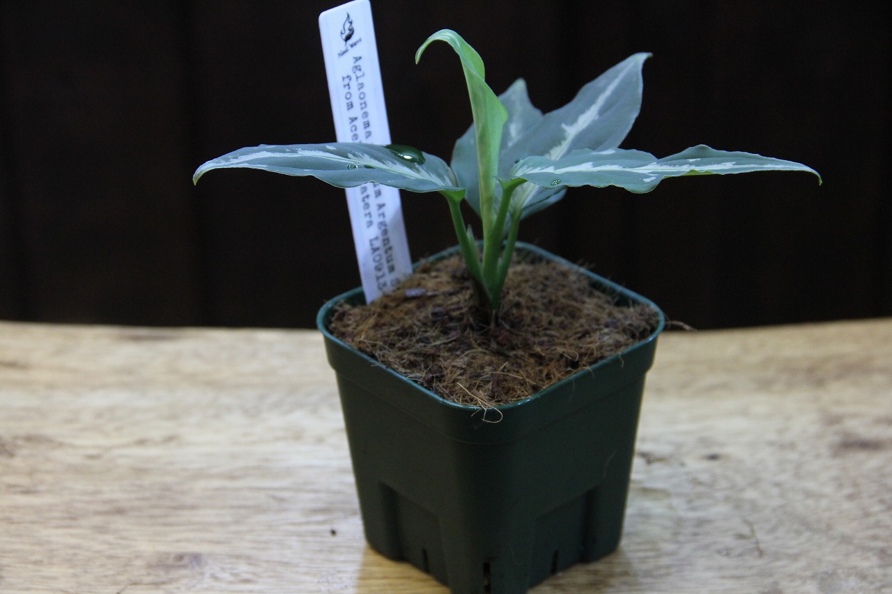 画像: Aglaonema pictum Argentum Stiria+1 【LA0913-1ss】