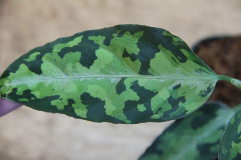 画像: Aglaonema pictum 緑3色 SG from Sibolga Timur AZ0315-2a
