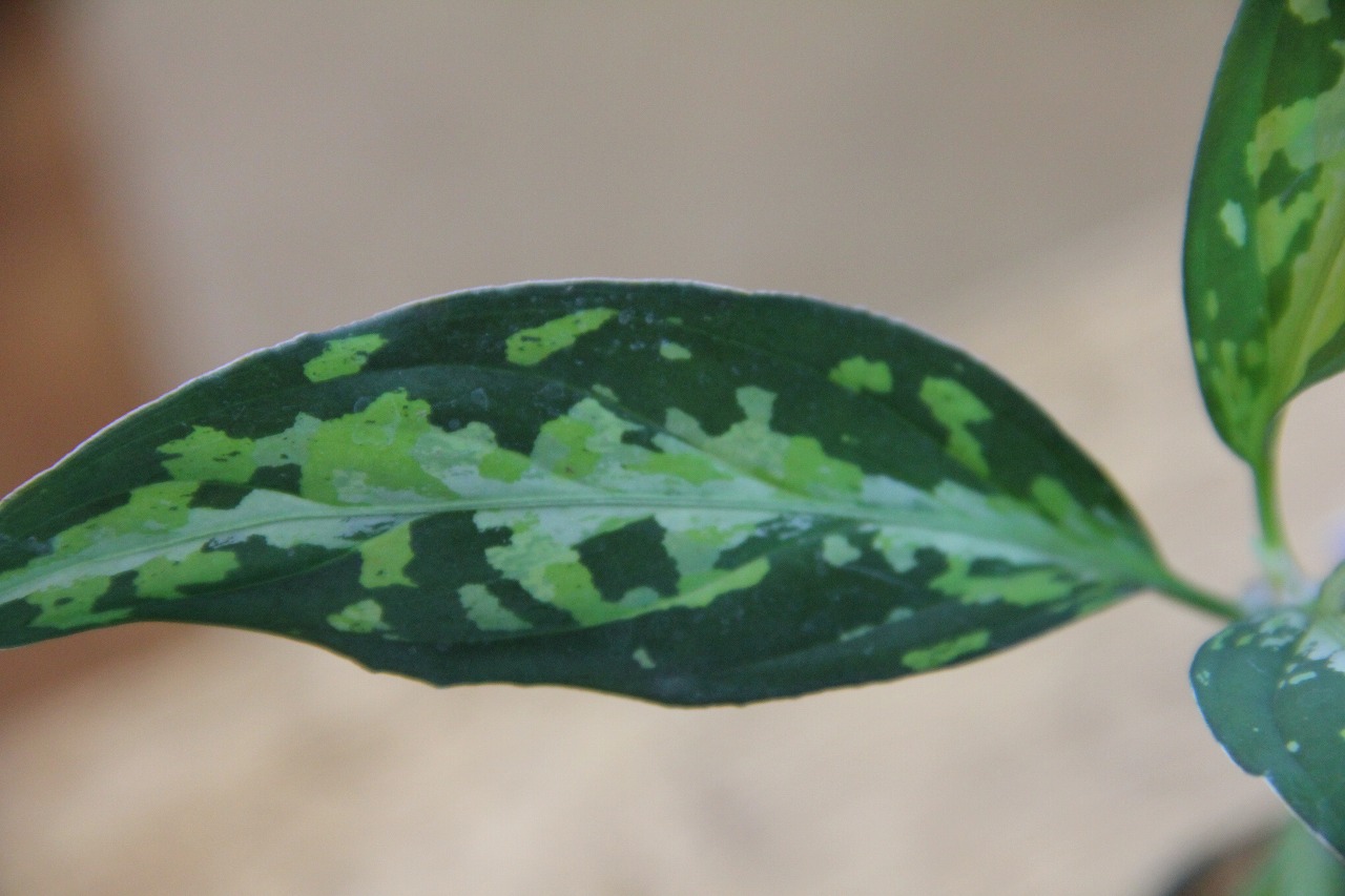 画像: Aglaonema pictum Green Splash narrow BGW from Sibolga　AZ0913－1b 