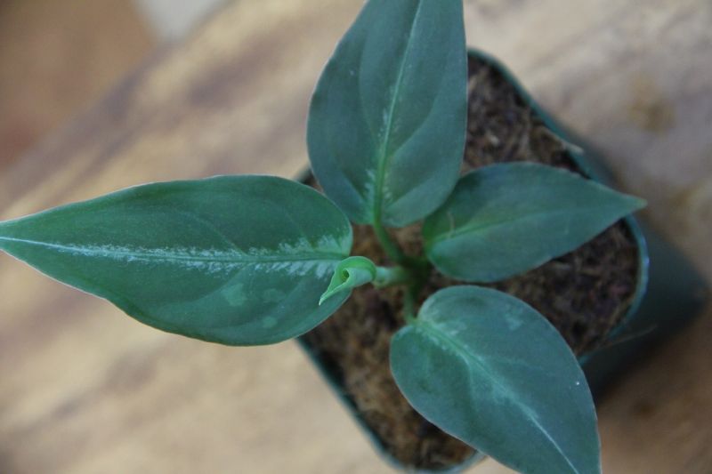 Aglaonema pictum bicolor Yggdrasil from Aceh Sumatera 【LA0514-03】 - Heat  wave