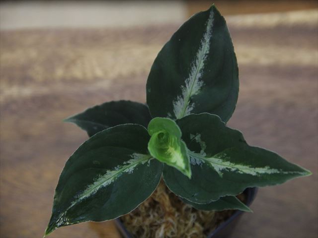 Aglaonema pictum multicolor 