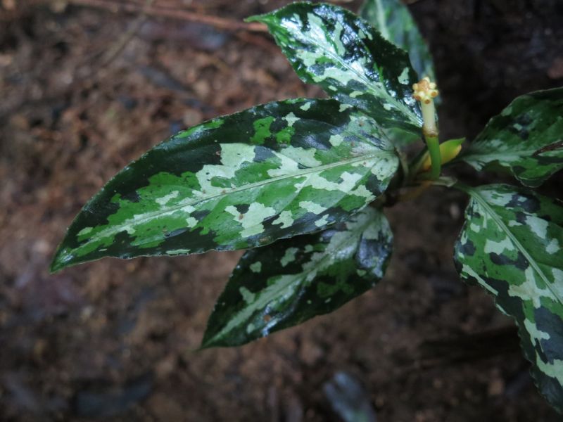 画像: Aglaonema pictum multicolor "Diablo" from Sibolga Timur 【HW0915-5a】