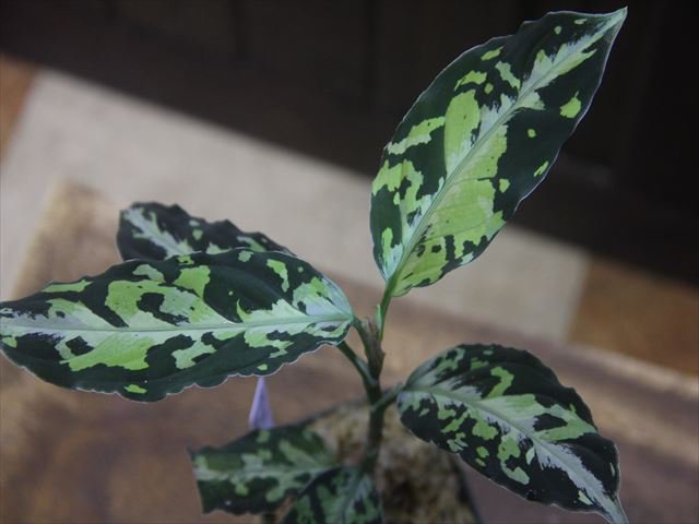 画像: Aglaonema pictum tricolor "HRF" from Sibolga Timur 【HW1017-02】(1)