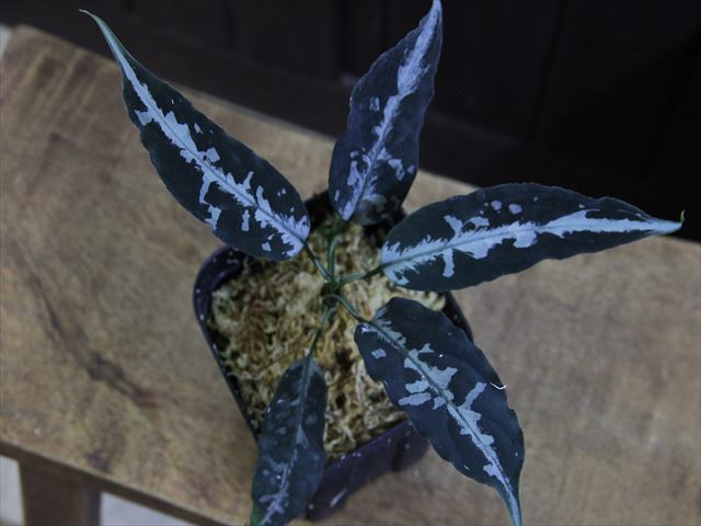 Aglaonema pictum A 