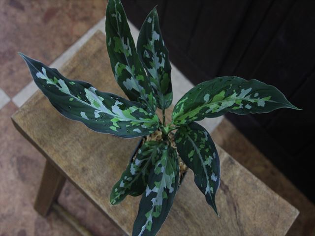 LA便ネームド Aglaonema pictum tricolor 天叢雲 Aceh Sumatera 【LA0613-00】 アグラオネマ -  観葉植物