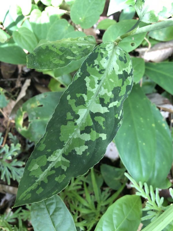 画像: Aglaonema pictum  "Durian Cutter multi HELLSING" from Sibolga Utara【HW0819-06g-1】