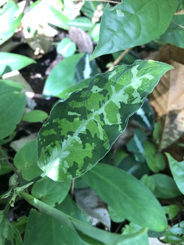 画像: Aglaonema pictum  "Durian Cutter multi HELLSING" from Sibolga Utara【HW0819-06g-1】