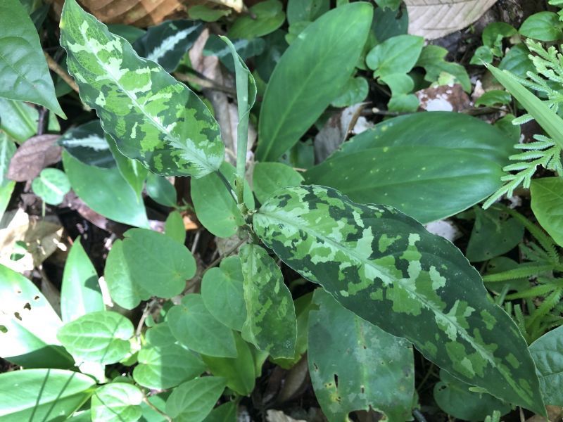 画像: Aglaonema pictum  "Durian Cutter multi HELLSING" from Sibolga Utara【HW0819-06g-1】