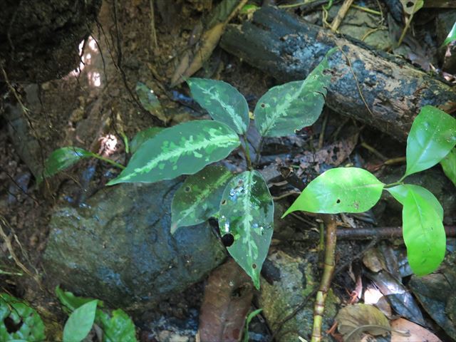 画像: Aglaonema pictum multicolor lv.4.0  from Tigalingga【HW219-02h】