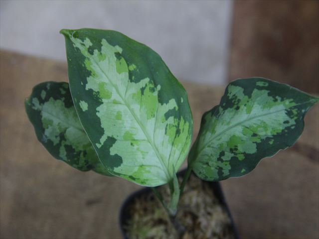 Aglaonema pictum multicolor lv.3.8 from Pulau Nias 【HW0819-01t 