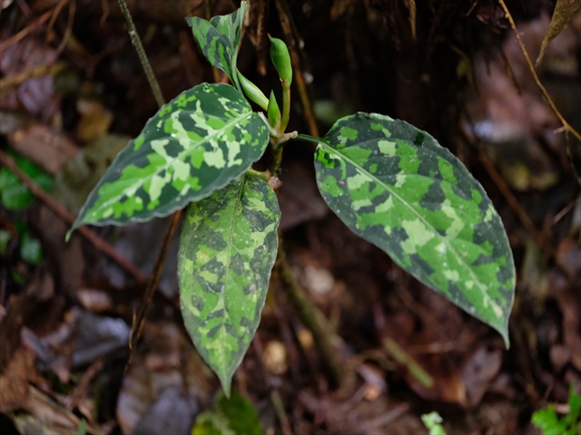 画像: Aglaonema pictum multicolor lv.3.5  from Sibolga Timur【HW0819-05L】