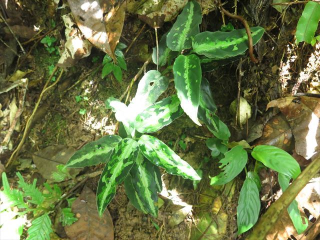 画像: Aglaonema pictum multicolor lv4.0 from Sibolga Timur 【HW0819-05i】No.2 NEW!