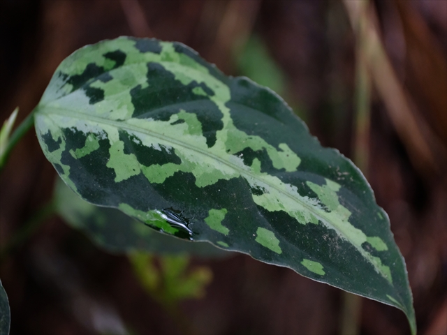画像: Aglaonema pictum tricolor lv3.8 from Sibolga Timur 【HW0819-05m】 NEW!