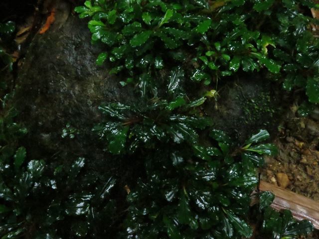 画像: Bucephalandra sp. "Bukit Kelam-2" from Bukit Kelam [HW0220-02]