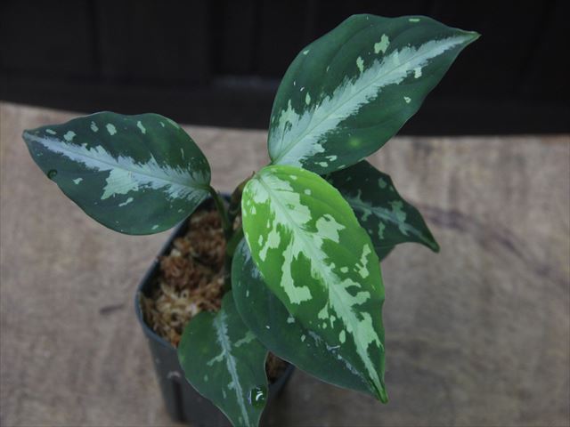 Aglaonema pictum tricolor 