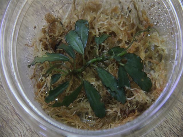 Bucephalandra sp. 
