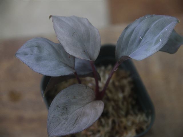 半額 Homalomena 2024年最新】ホマロメナ sp. Silver Red 問屋便 ①