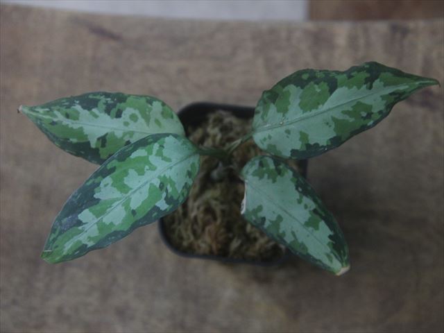 Aglaonema pictum 