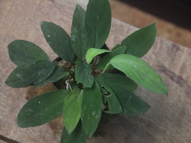 Homalomena sp. 