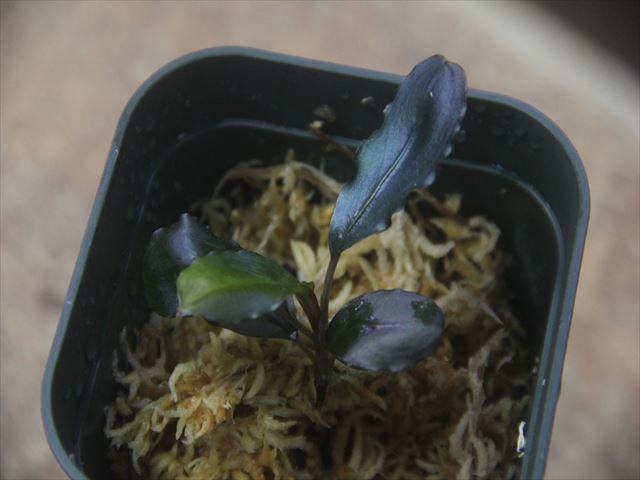 Bucephalandra sp. Murung raya【LA0515-04】 - Heat wave