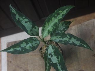 Agalaonema pictum 