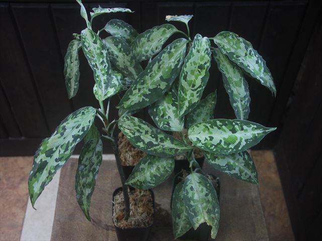 画像: Aglaonema pictum "PS-D" from Pandang Sidempuan【HW1223-01d】