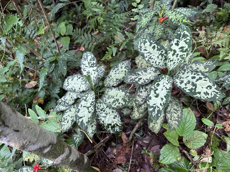 画像: Aglaonema pictum "PS-H" from Pandang Sidempuan【HW1223-01h】