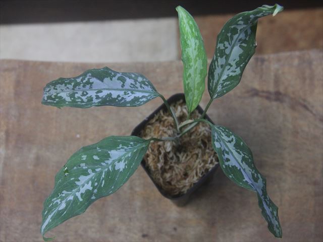 Aglaonema pictum 