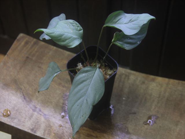 画像1: Homalomena sp. "Silver Muska" from Aceh Besar【AZ0324-2】