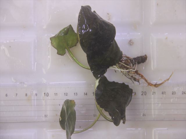 画像1: Cryptocoryne fusca "Broun" ID-240911-2 Landak KAL-BAR