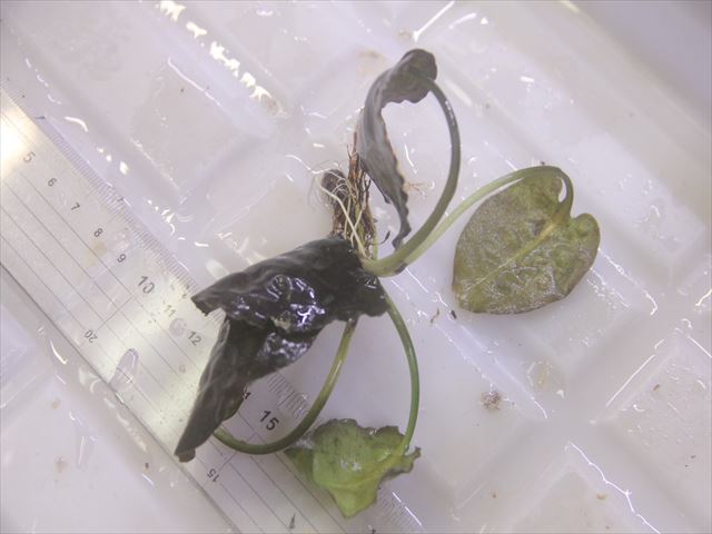 画像3: Cryptocoryne fusca "Broun" ID-240911-2 Landak KAL-BAR