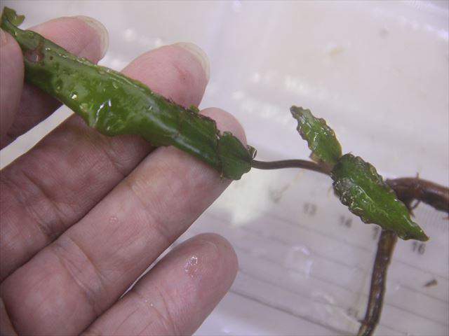 画像2: Cryptocoryne keei ID-240911-3 Landak KAL-BAR