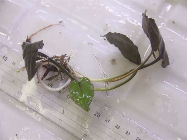 画像3: Cryptocoryne fusca "Broun" ID-240911-2 Landak KAL-BAR