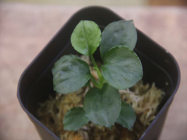 画像1: Homalomena sp. Solok Sumatra【LA0117-01】