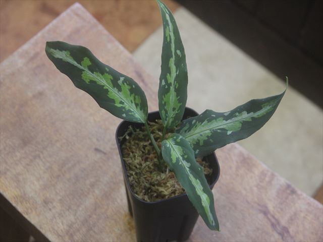 画像2: Aglaonema pictum "ちゃんぷーる" HD from Aceh Sumatera【AZ1012-3a】MS