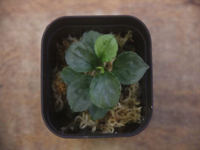 画像3: Homalomena sp. Solok Sumatra【LA0117-01】