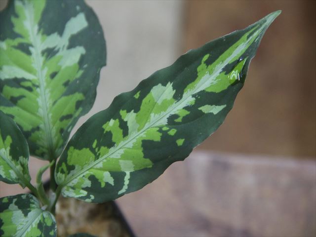 画像3: Aglaonema pictum "White Line Custum" DFS from Sumateara barat【AZ0912-1】