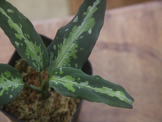 画像4: Aglaonema pictum "ちゃんぷーる" HD from Aceh Sumatera【AZ1012-3a】MS