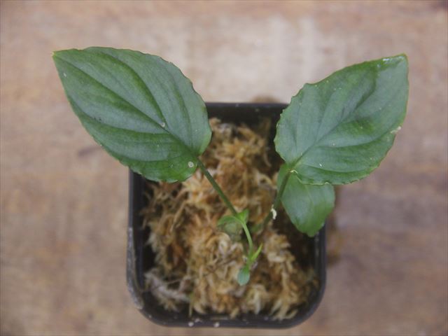 画像1: Homalomena cf. humilis Lampung PP-240618-10 Sumatera Selatan