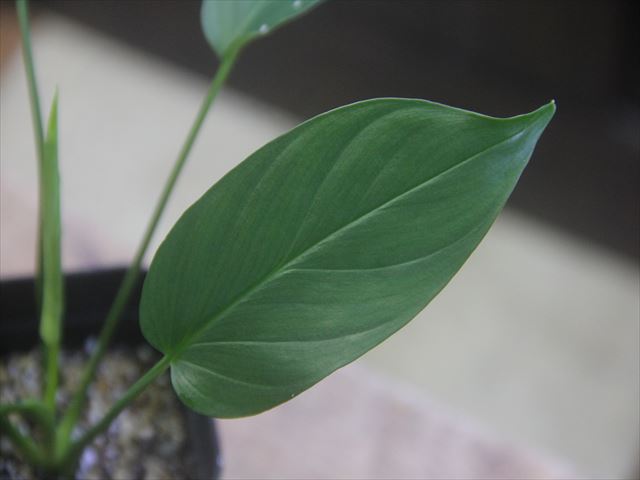 画像4: Homalomena sp. Kalimantan barat【AZ1122-3】