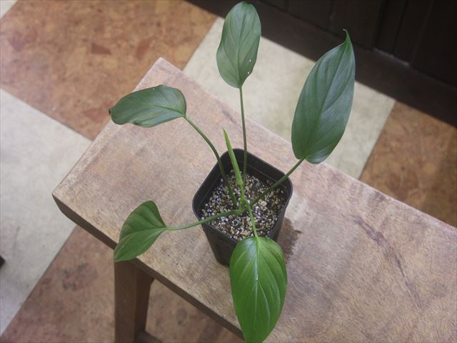 画像3: Homalomena sp. Kalimantan barat【AZ1122-3】