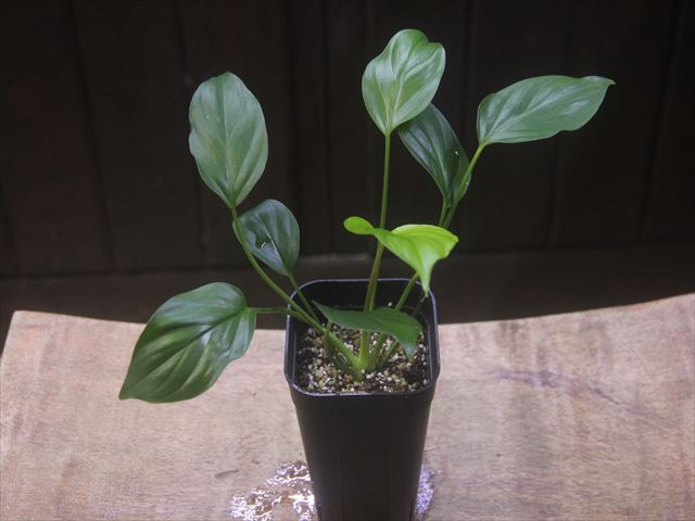 画像1: Homalomena sp. Kalimantan barat【AZ1122-3】