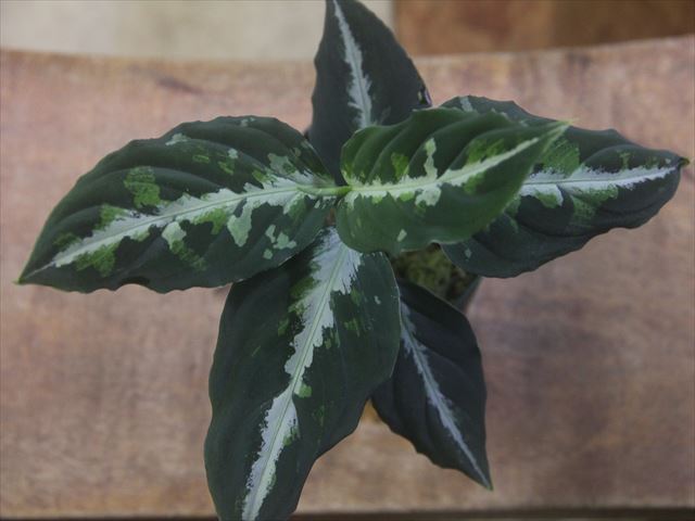 画像2: Aglaonema pictum "PS-B" from Padang Sidempuan【HW1223-01b】No.3