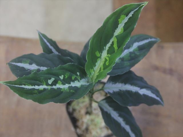 画像1: Aglaonema pictum "PS-B" from Padang Sidempuan【HW1223-01b】No.36