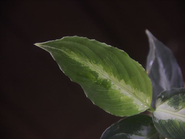 画像3: Aglaonema pictum "PS-B" from Padang Sidempuan【HW1223-01b】No.18