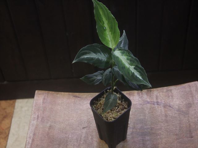 画像4: Aglaonema pictum "PS-B" from Padang Sidempuan【HW1223-01b】No.18